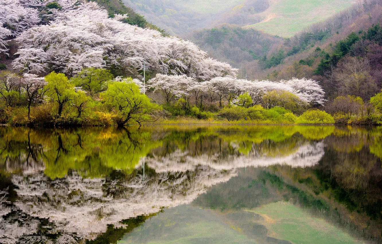 Фото обои лес, вода, деревья, горы, озеро, отражение, весна, цветение