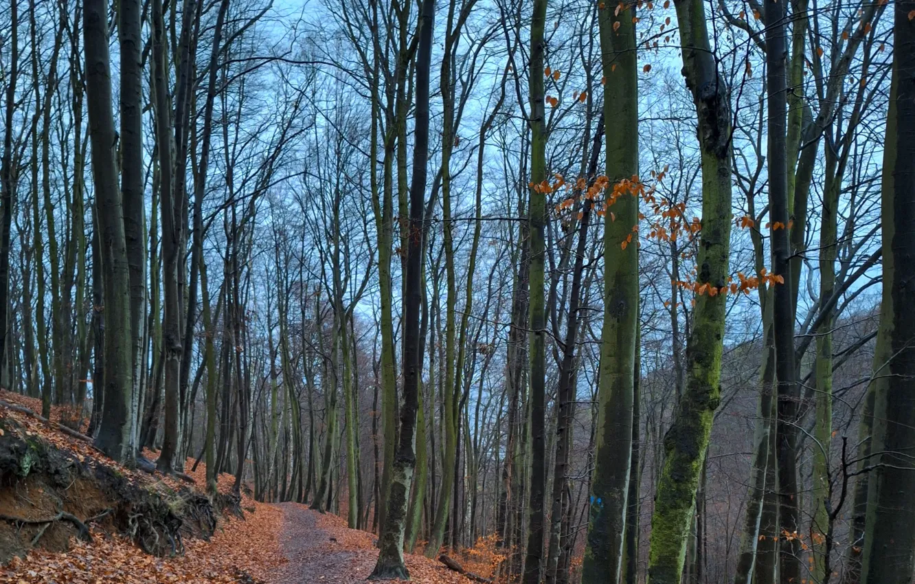 Фото обои Liście, Las, ścieżka