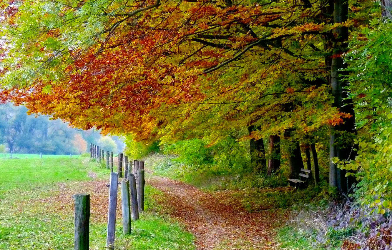 Фото обои поле, осень, листья, деревья, скамейка, Природа, тропа, trees