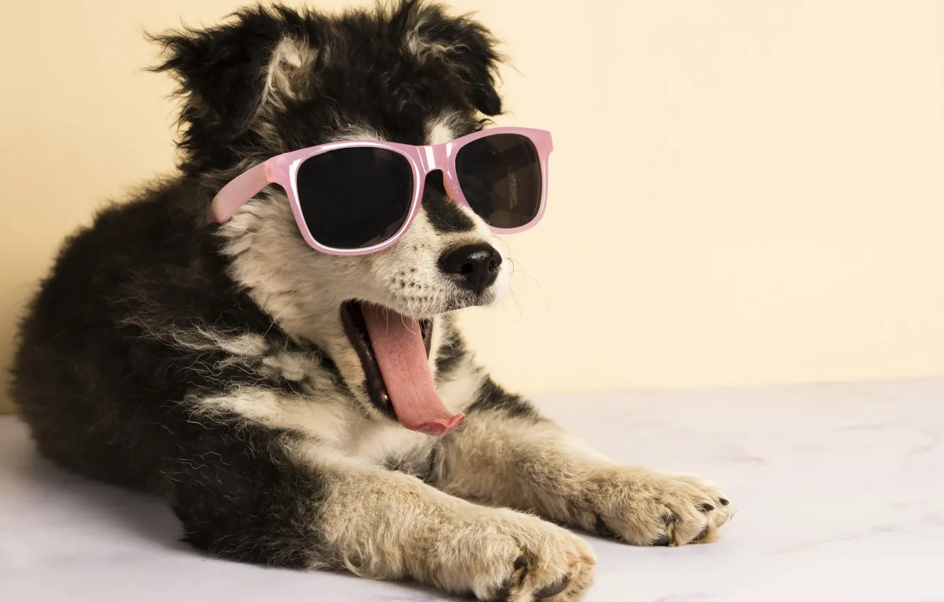 Фото обои язык, собака, очки, щенок, собачка, пёс