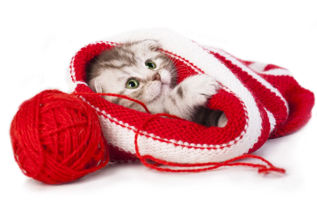 Фото обои клубок, шапка, малыш, котёнок, нитки, скоттиш-фолд, Шотландская вислоухая кошка