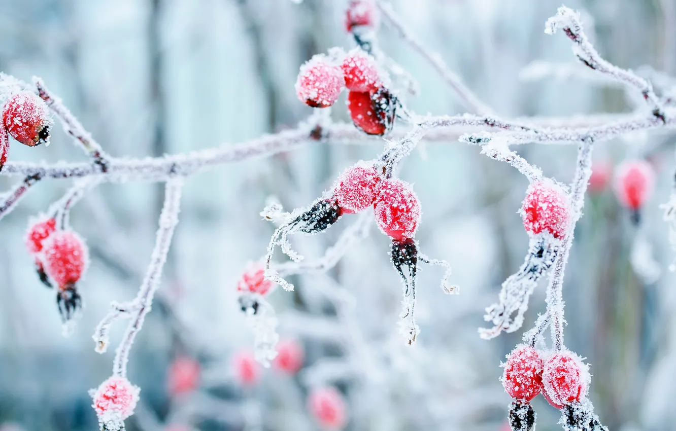 Фото обои зима, иней, макро, ягоды, ветка, мороз, шиповник
