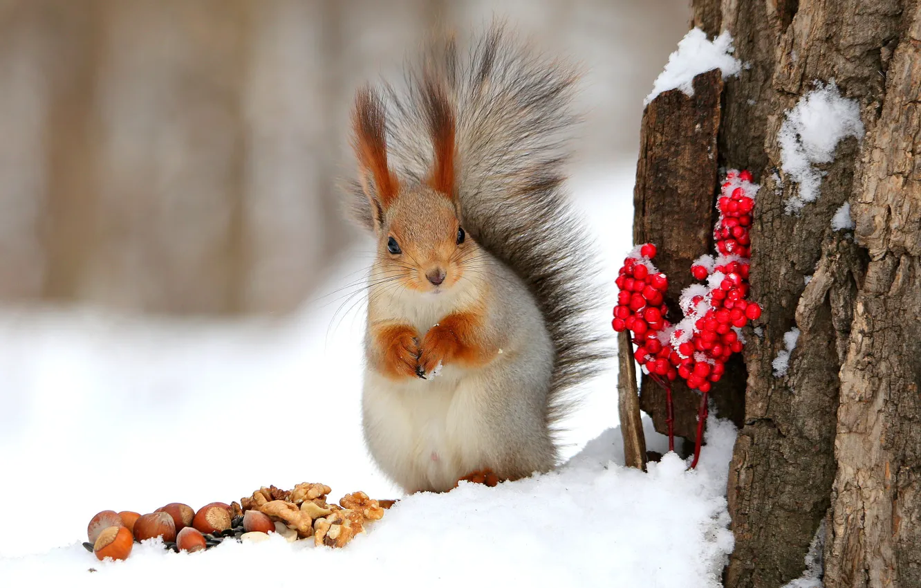 Фото обои зима, снег, поза, ягоды, дерево, лапки, белка, кора