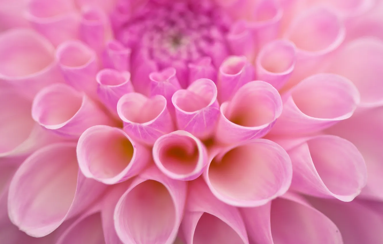 Фото обои цветок, макро, розовый, лепестки, Георгин, Dahlia
