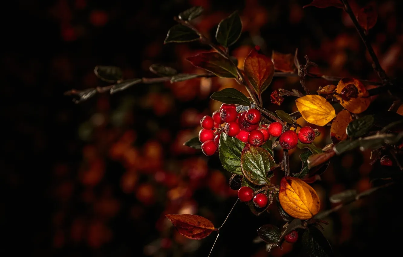 Фото обои осень, листья, макро, ягоды, ветка