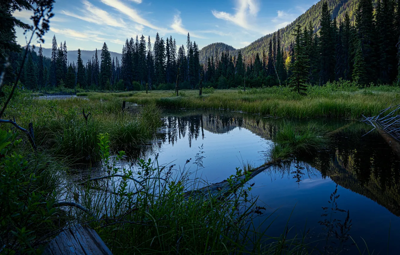 Фото обои лес, горы, природа, отражение, берег, Канада, Альберта, водоем