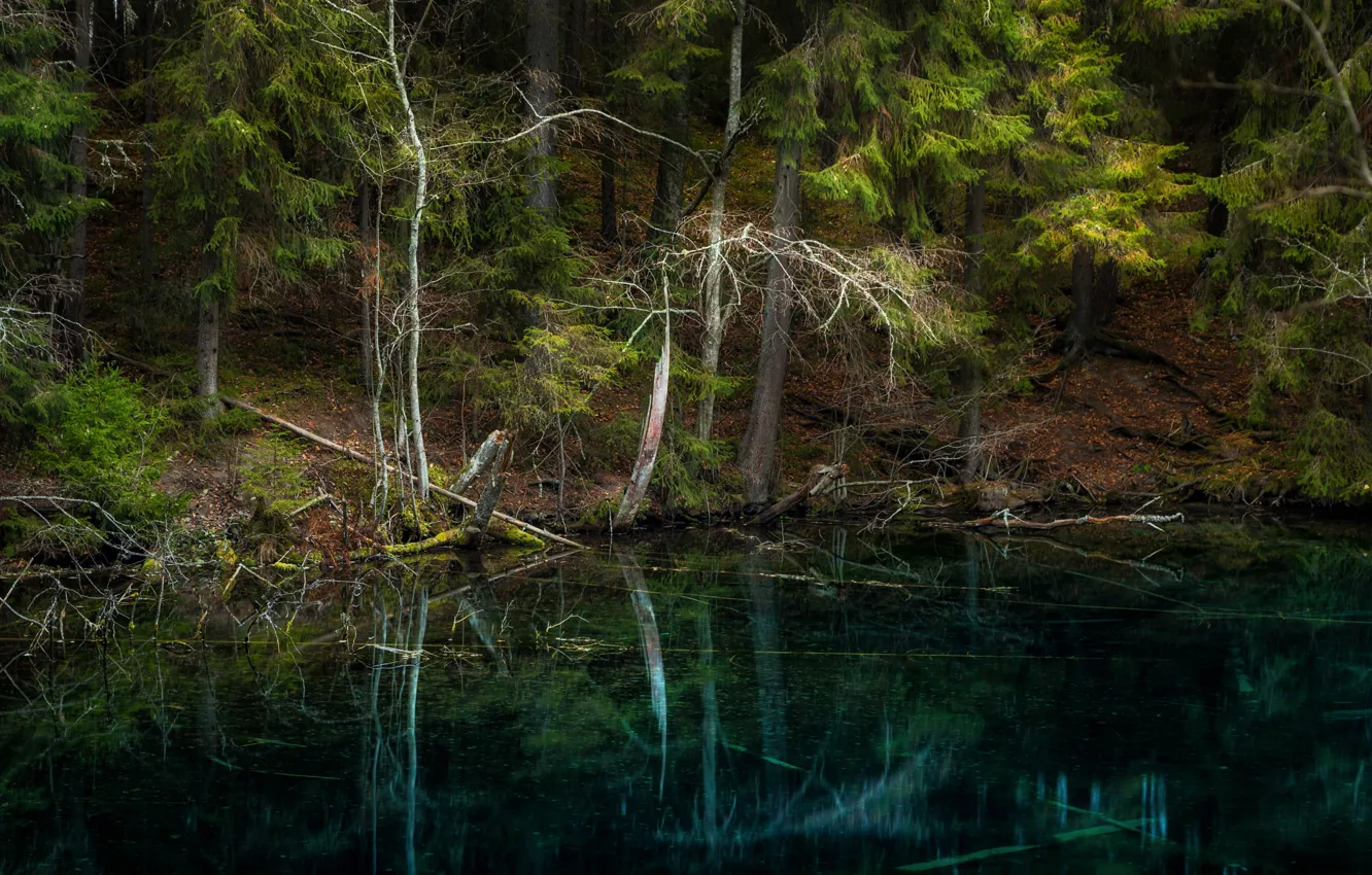 Фото обои лес, деревья, озеро, отражение, Финляндия, Finland, Hollola