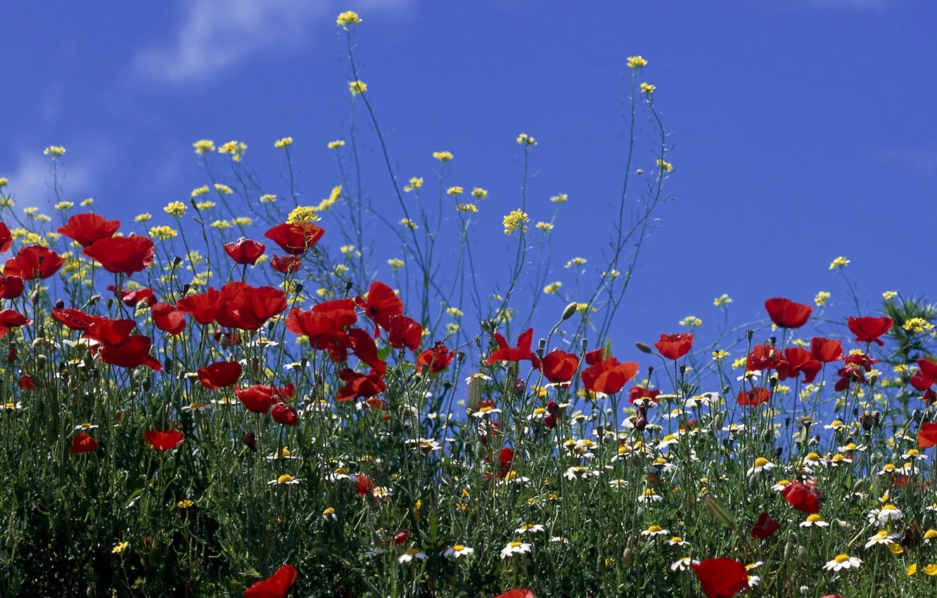 Фото обои поле, небо, солнце, цветы, маки, ромашки