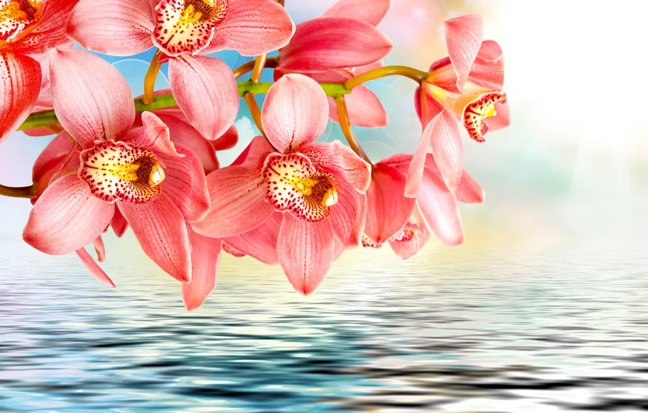 Фото обои вода, цветы, розовый, ветка, орхидеи