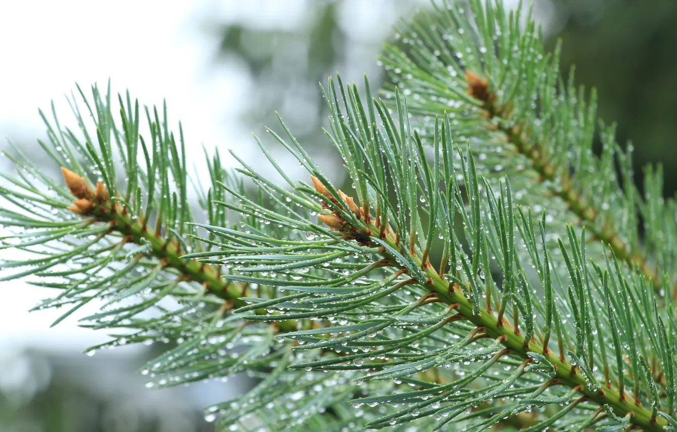 Фото обои pine, spruce, twig