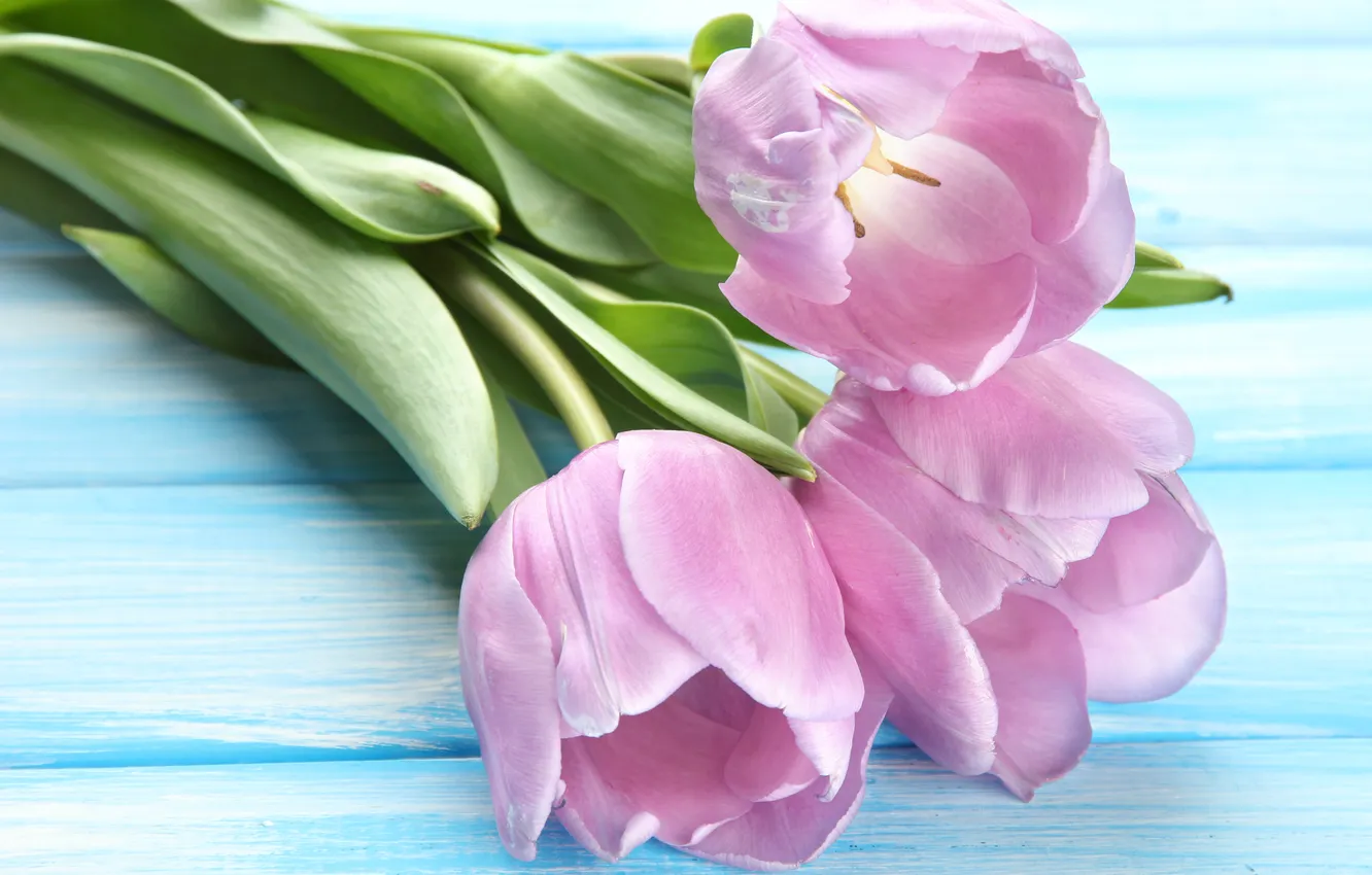 Фото обои цветы, букет, тюльпаны, wood, pink, flowers, tulips, spring
