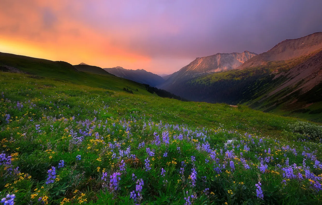 Фото обои пейзаж, цветы, горы, природа, утро