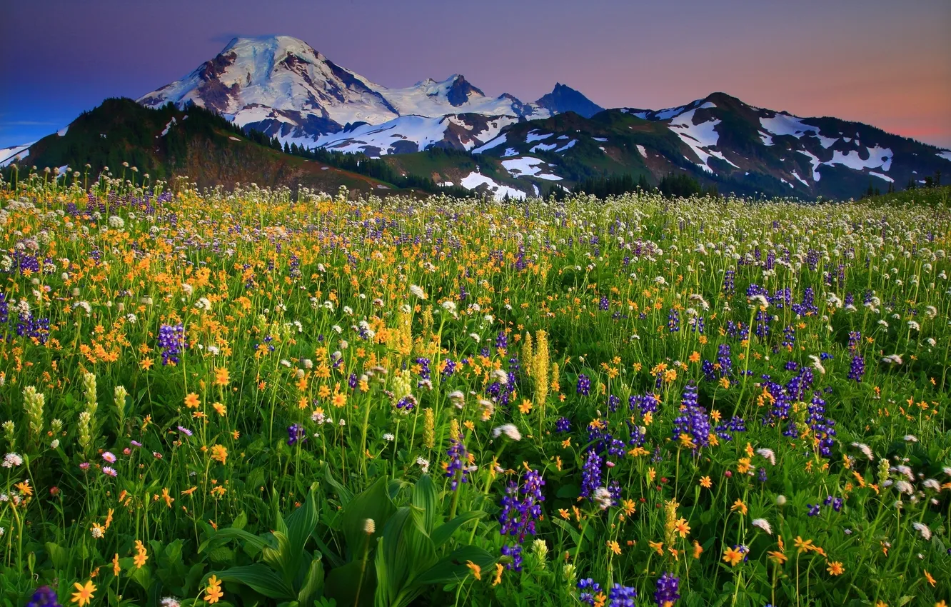 Фото обои цветы, горы, луг, Вашингтон, Washington, Mount Baker, вулкан Бейкер