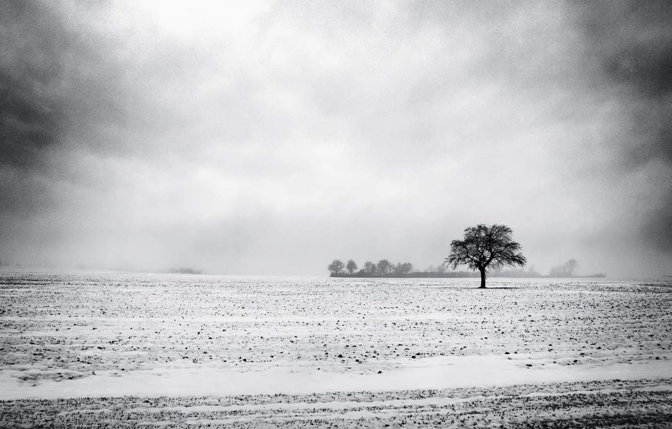 Фото обои зима, снег, дерево, пустырь