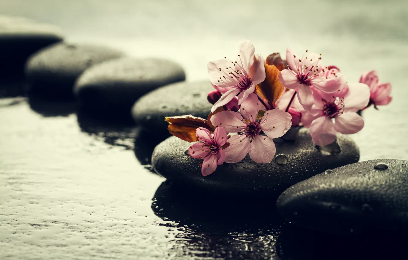 Фото обои вода, капли, цветы, камни, ветка, сакура
