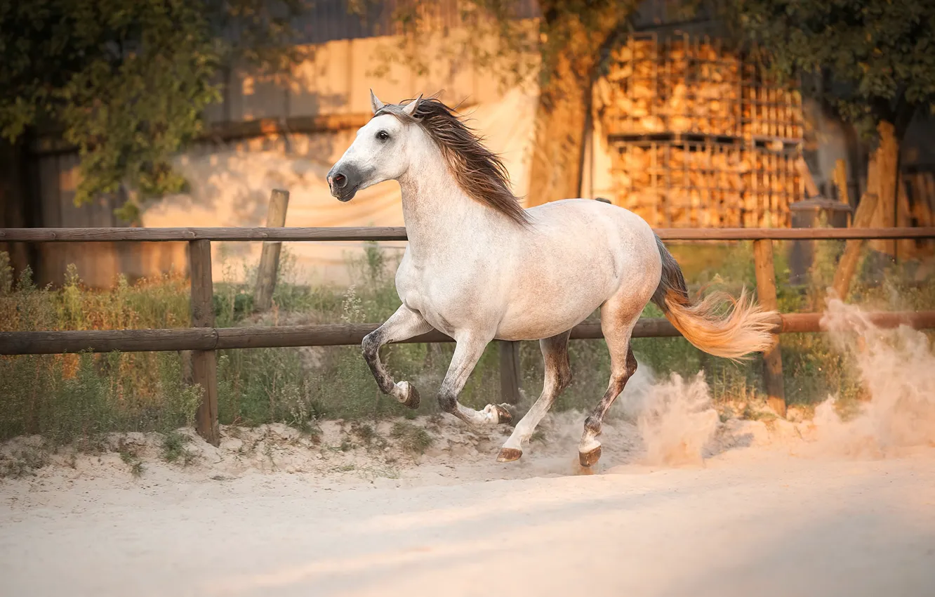 Фото обои природа, конь, бег