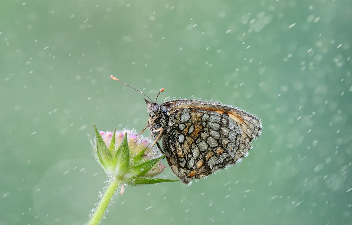 Фото обои капли, дождь, бабочка, растение, обои от lolita777