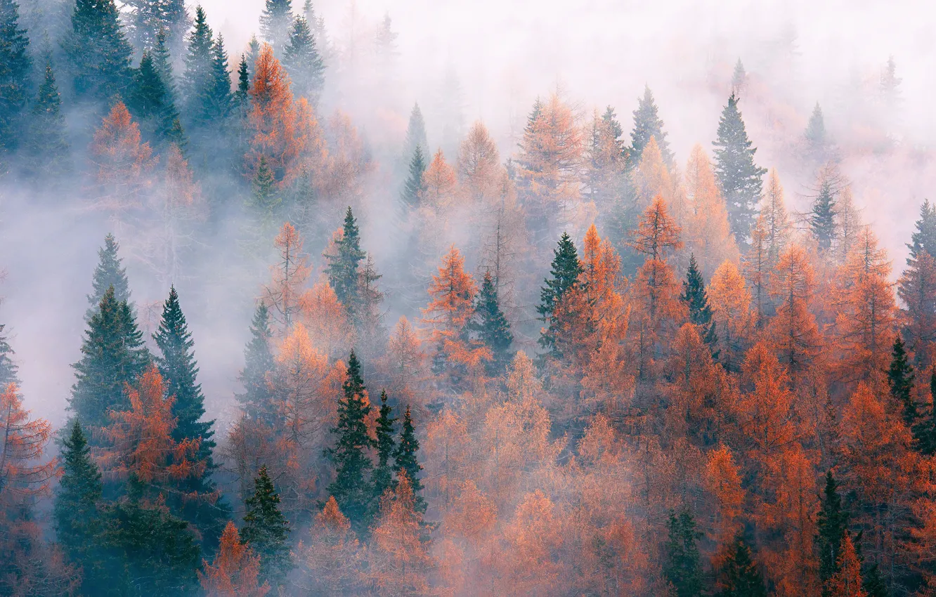 Фото обои осень, лес, деревья, природа, туман, Ноябрь