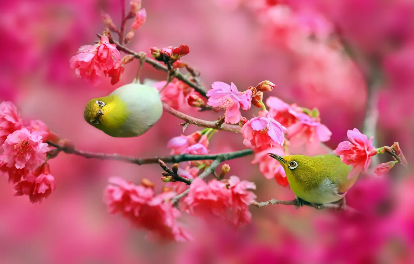 Фото обои цветы, ветки, природа, вишня, сакура, Птицы, розовые, Японский белый глаз