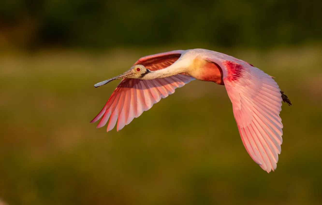 Фото обои полет, птица, крылья, летит, зеленый фон, размах, розовая колпица
