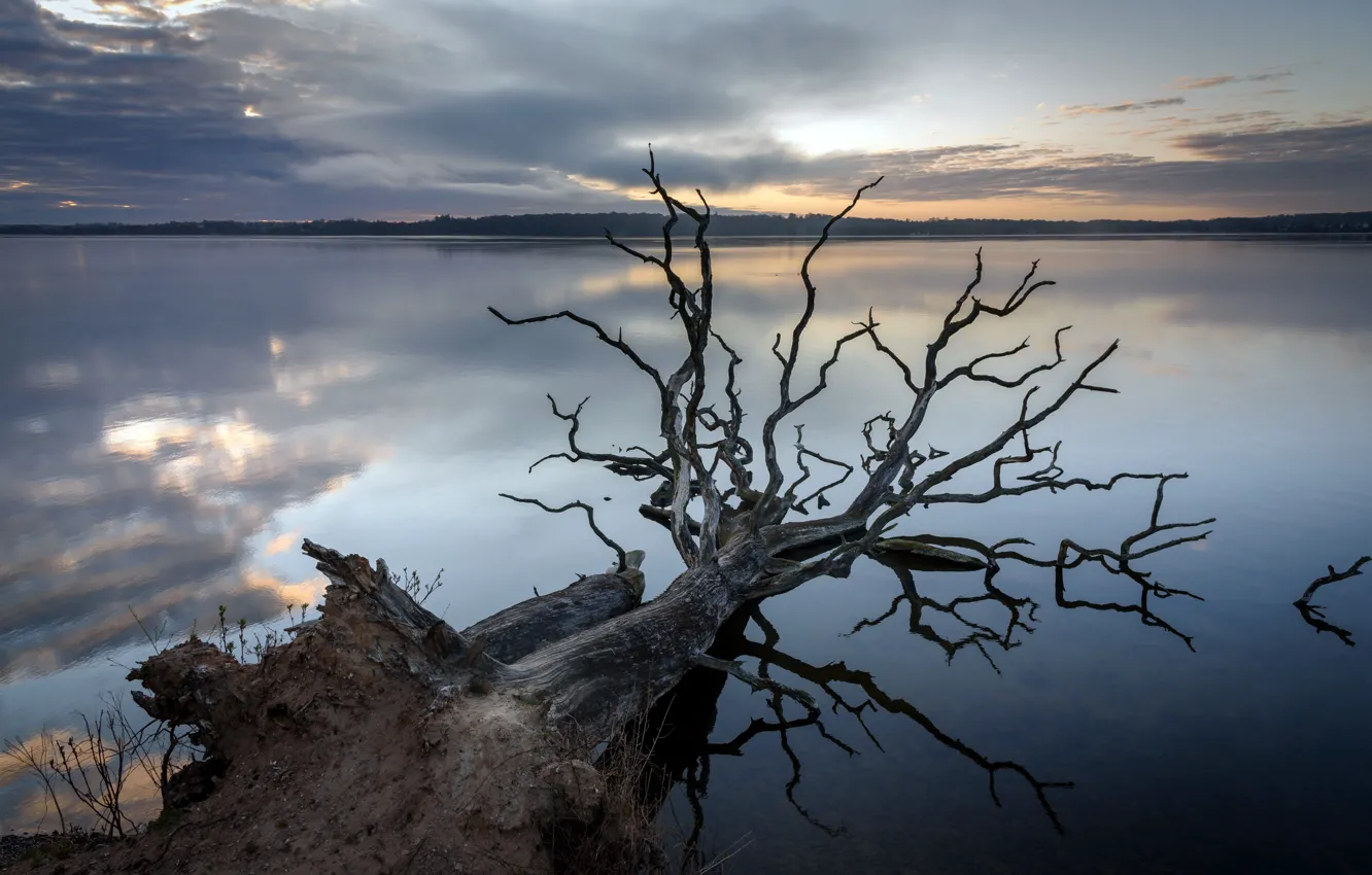 Фото обои природа, река, дерево, вечер