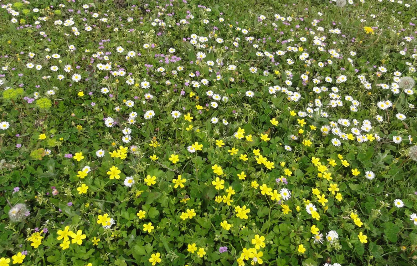 Фото обои spring, Pieria, Palaia Vria