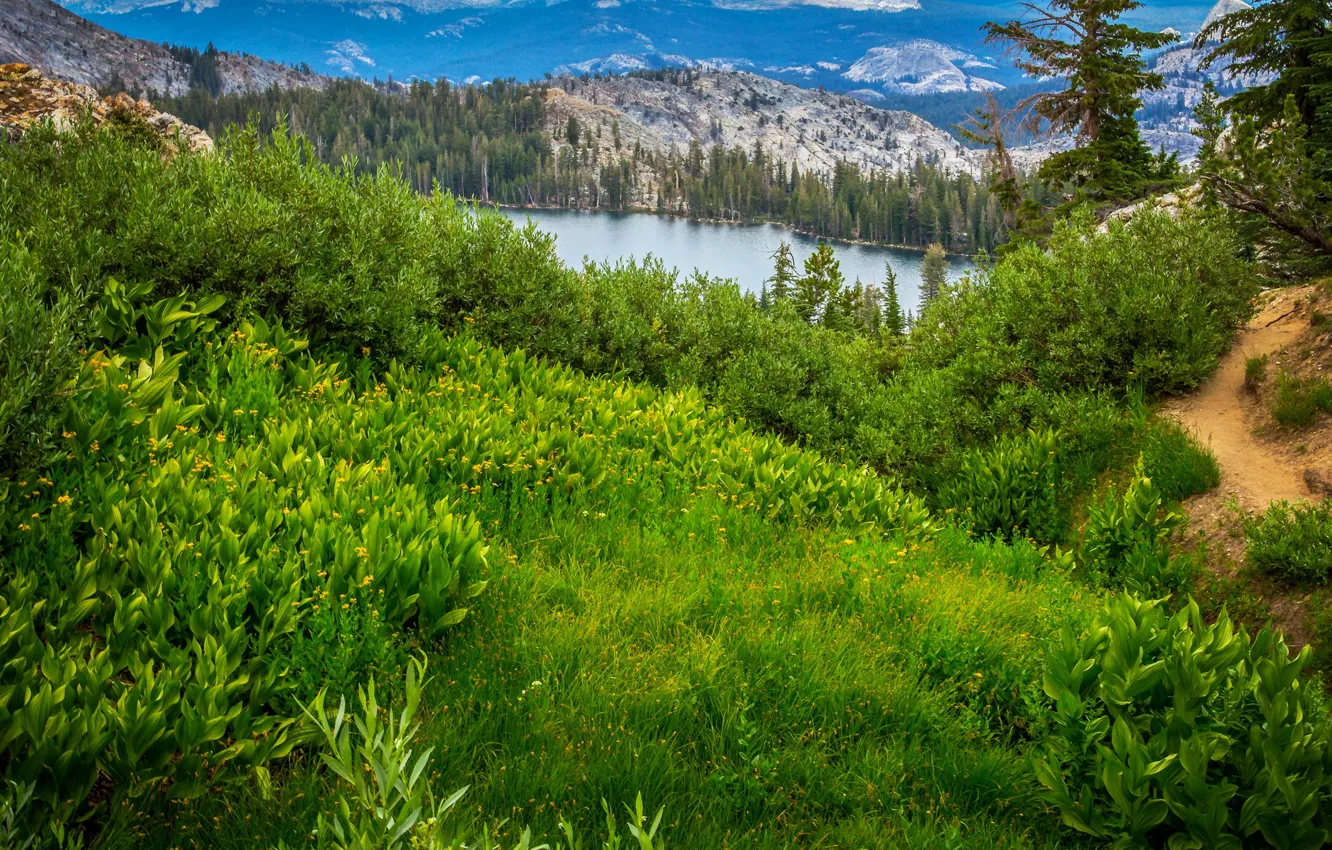 Фото обои зелень, лес, трава, деревья, горы, озеро, тропа, Калифорния