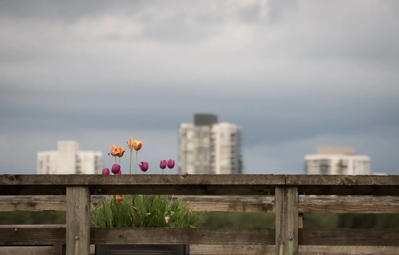 Фото обои цветы, город, тюльпаны