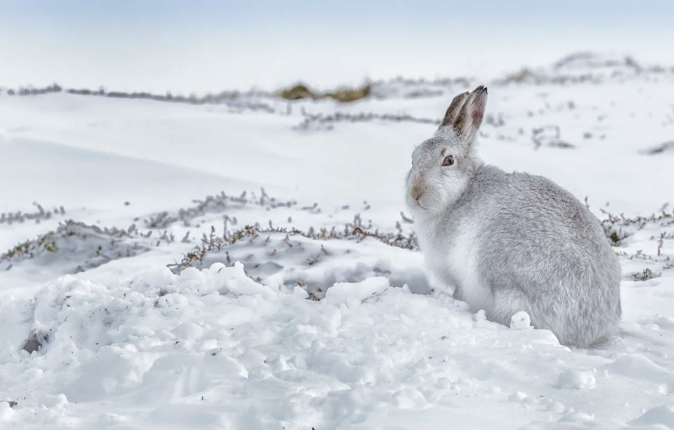 Фото обои зима, снег, заяц