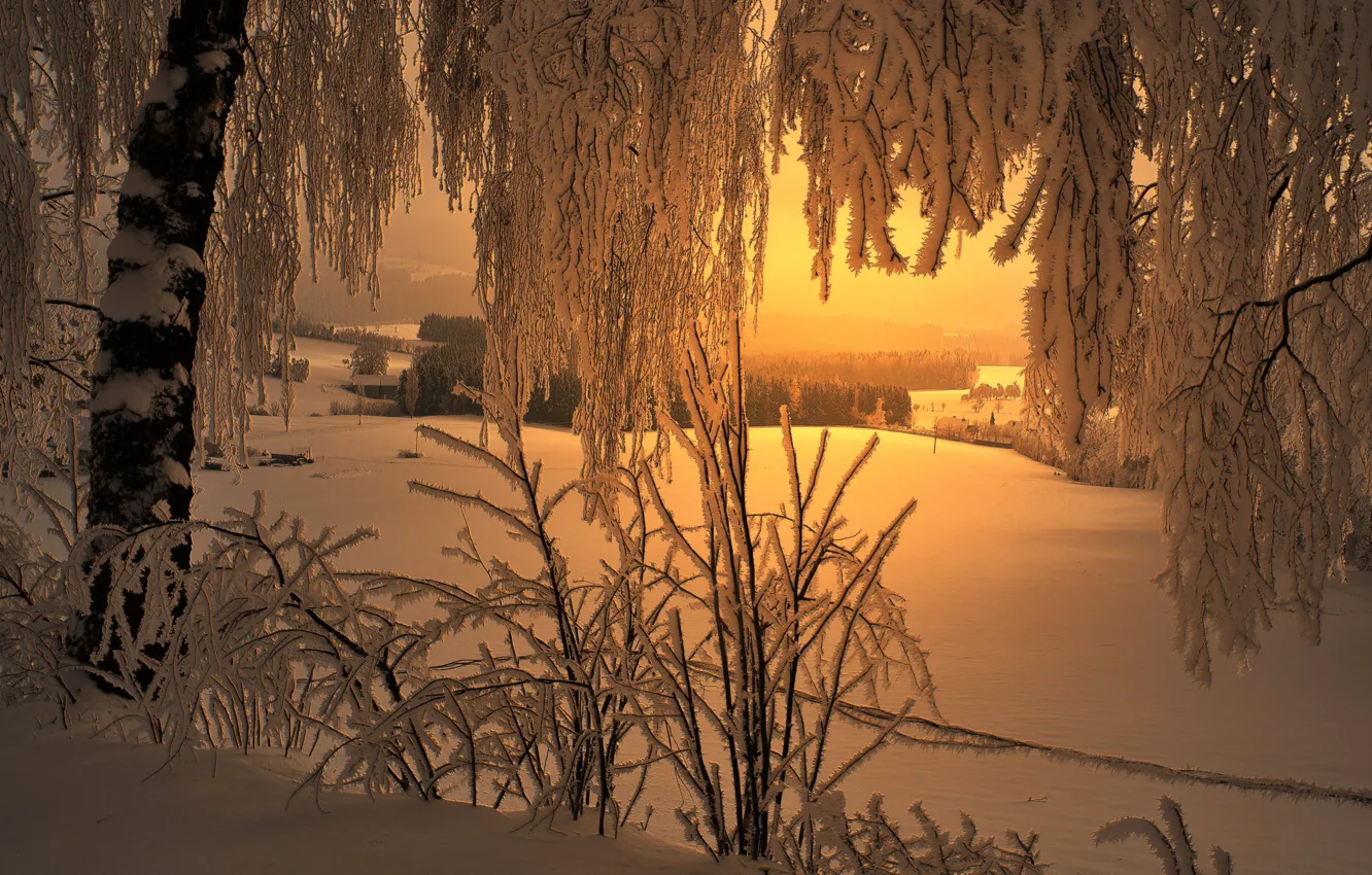 Фото обои зима, иней, снег, ветки, дерево, утро, морозно