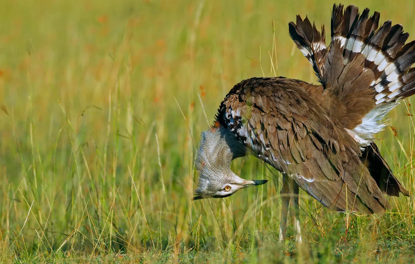 Фото обои птица, перья, клюв, хвост, Кения, заповедник, Масаи-Мара, африканская большая дрофа
