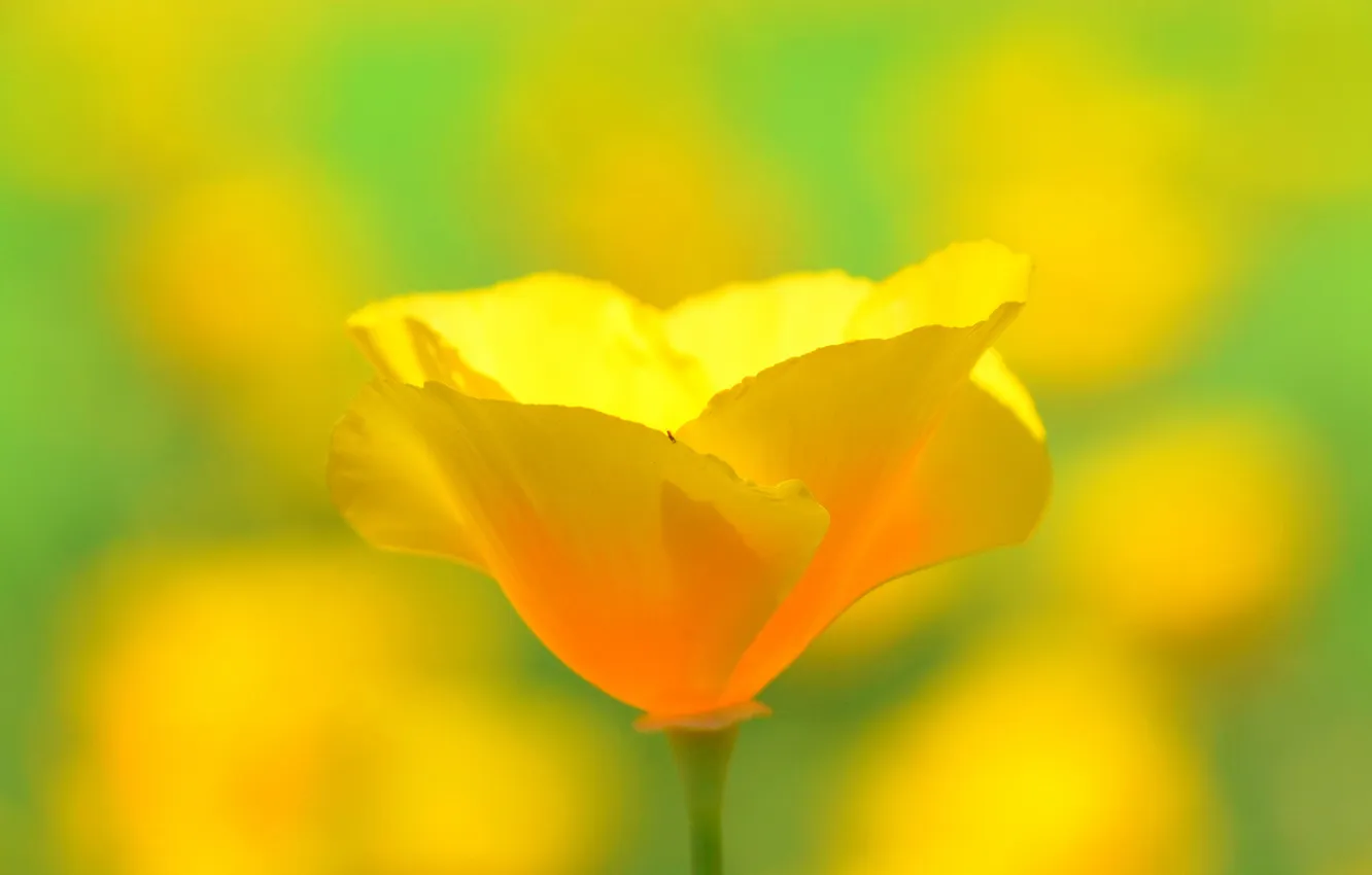 Фото обои цветок, жёлтый, лепестки, размытость, стебель
