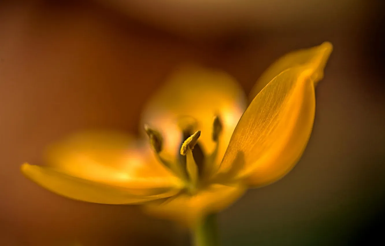 Фото обои цветок, макро, желтый, фокус