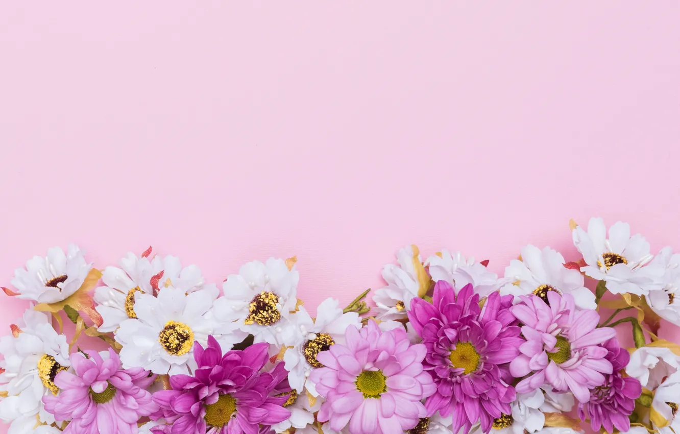 Фото обои цветы, фон, ромашки, розовые, fresh, хризантемы, pink, flowers