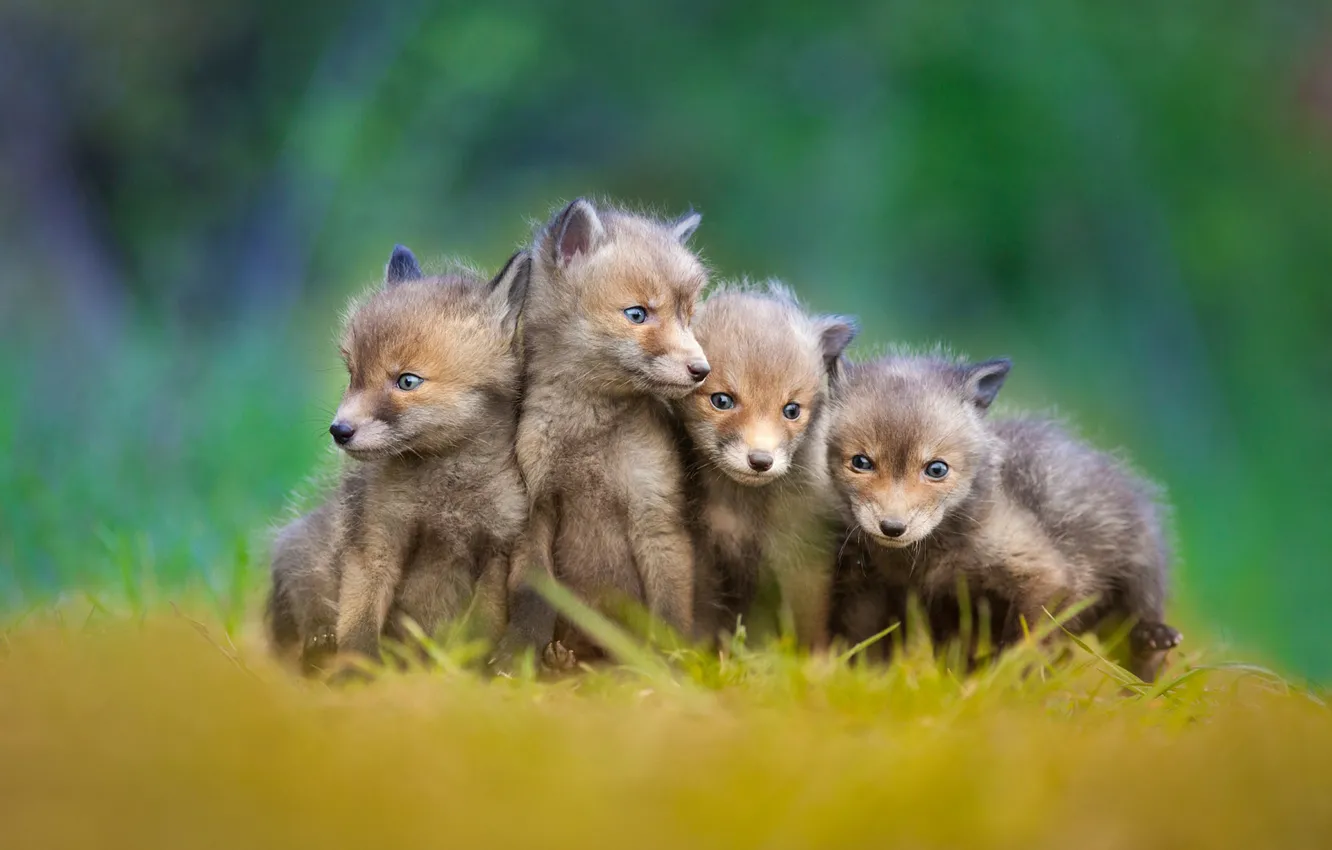 Фото обои лисы, малыши, лисята, little foxes