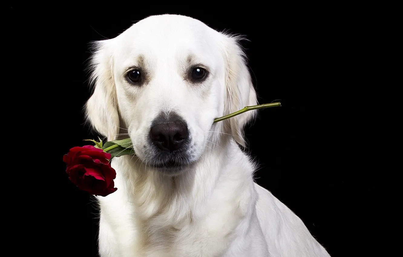 Фото обои цветок, взгляд, морда, роза, собака, чёрный фон, Голден ретривер, Золотистый ретривер