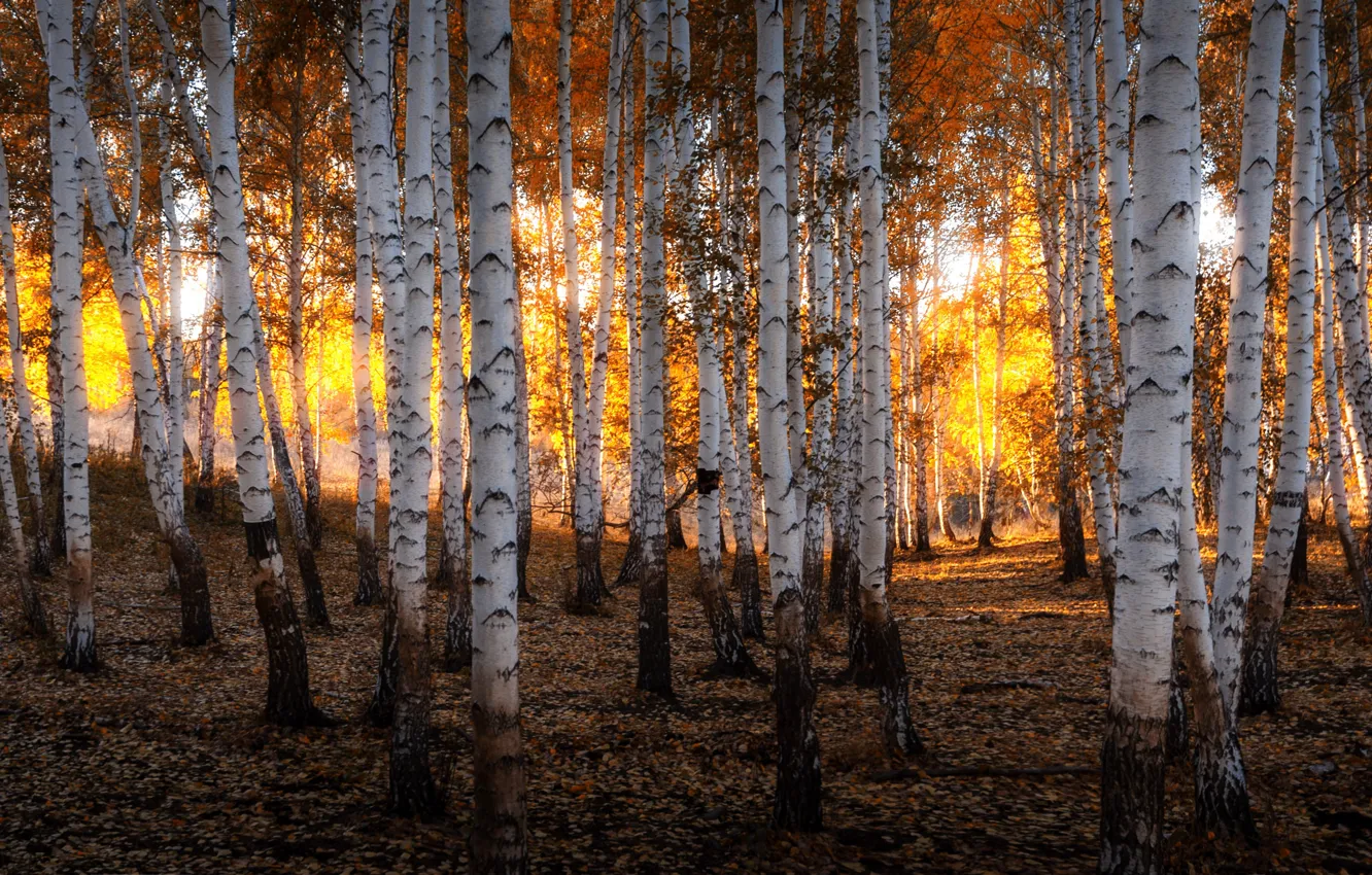Фото обои осень, лес, солнце, свет, природа, золото, вечер, березы