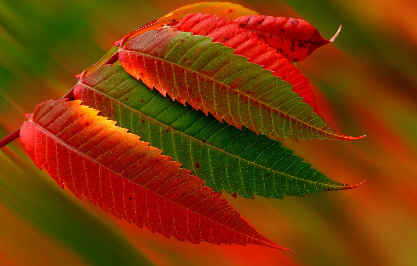 Фото обои осень, листья, природа, время года