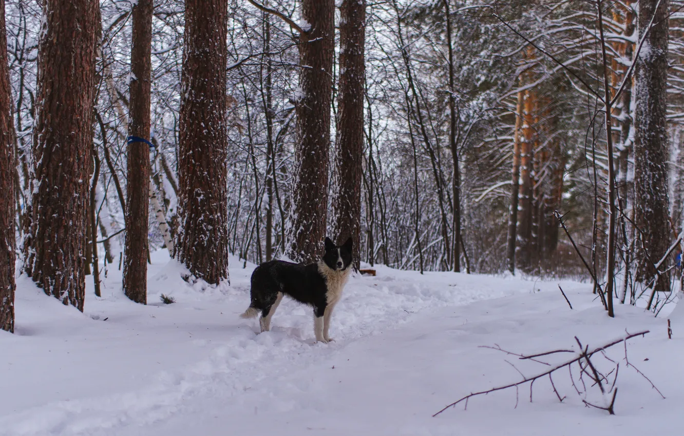 Фото обои зима, лес, снег, собака, прогулка