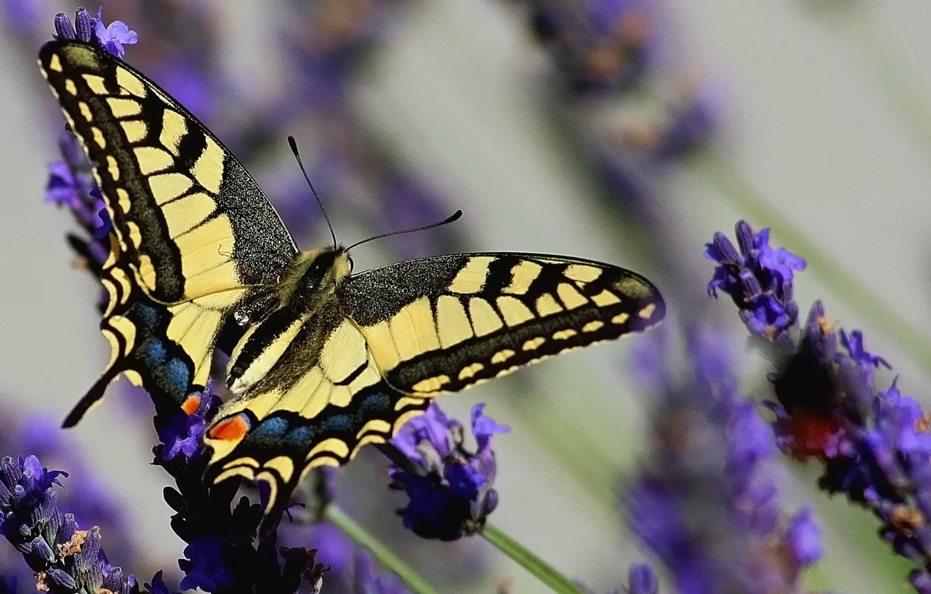 Фото обои бабочка, лаванда, махаон, Papilіo machaon, Lavandula
