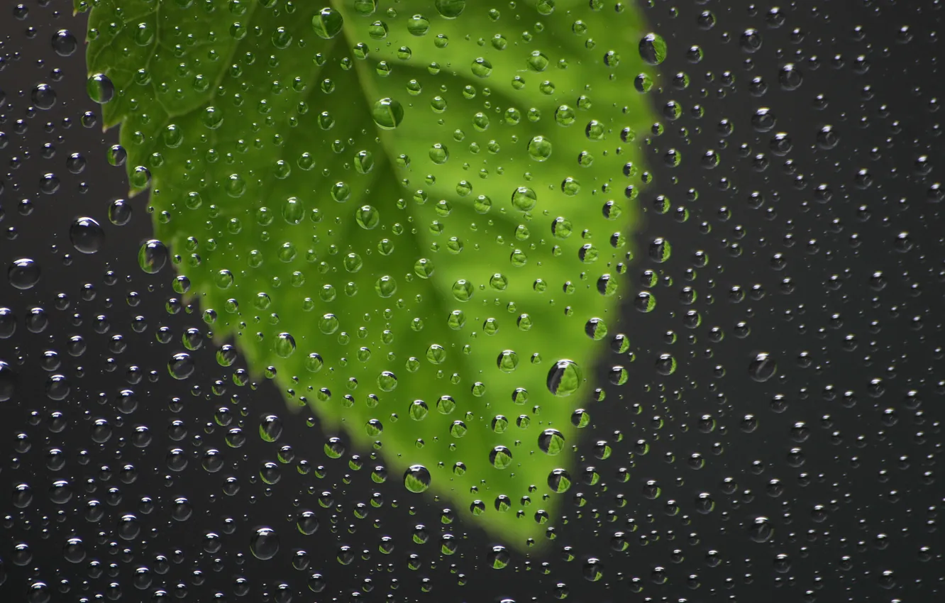 Фото обои стекло, капли, макро, дождь, листок, окна, капля, окно