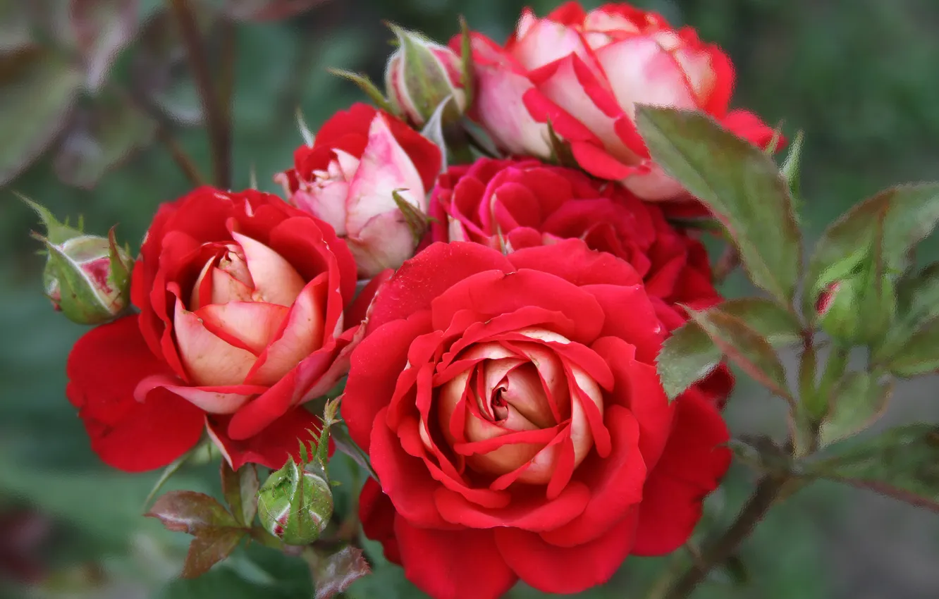 Фото обои макро, розы, лепестки, бутоны