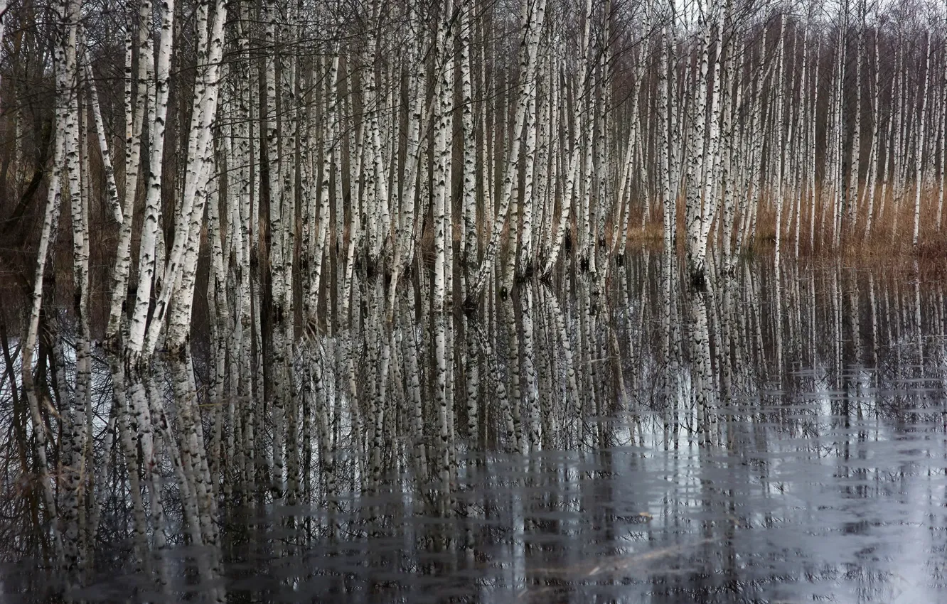 Фото обои озеро, весна, берёзы