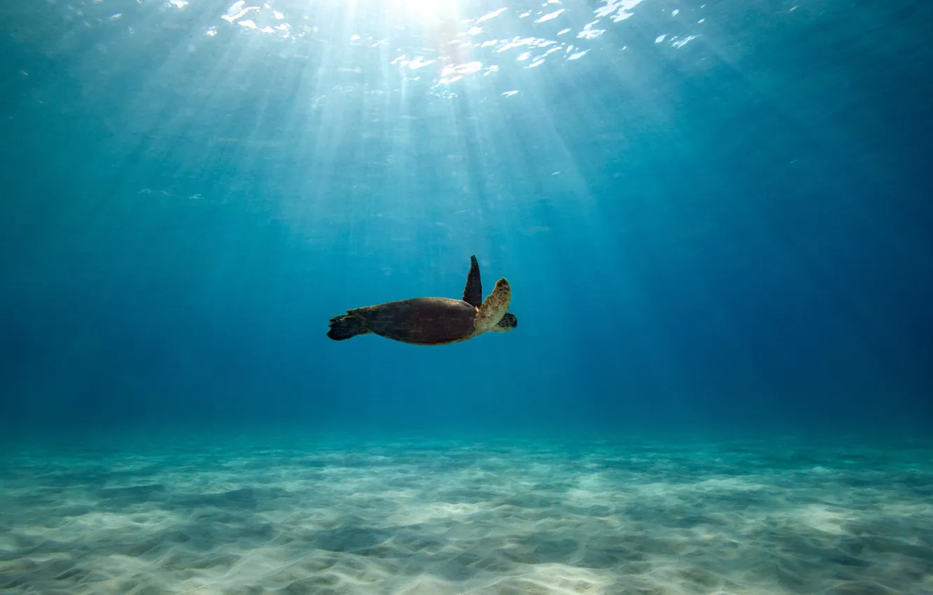Фото обои океан, черепаха, голубая вода, плавание, солнечный свет, живая природа