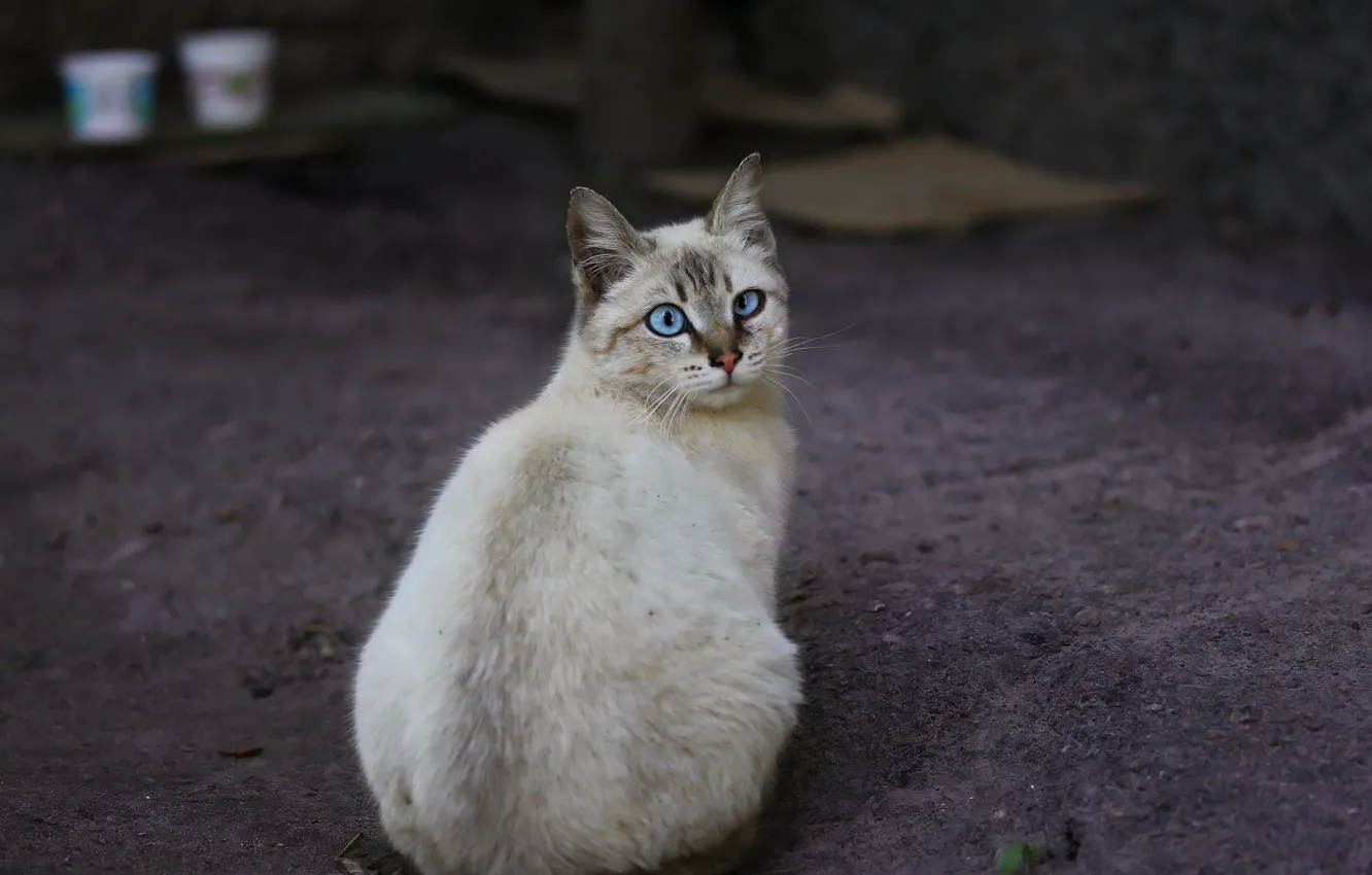 Фото обои кошка, взгляд, фон