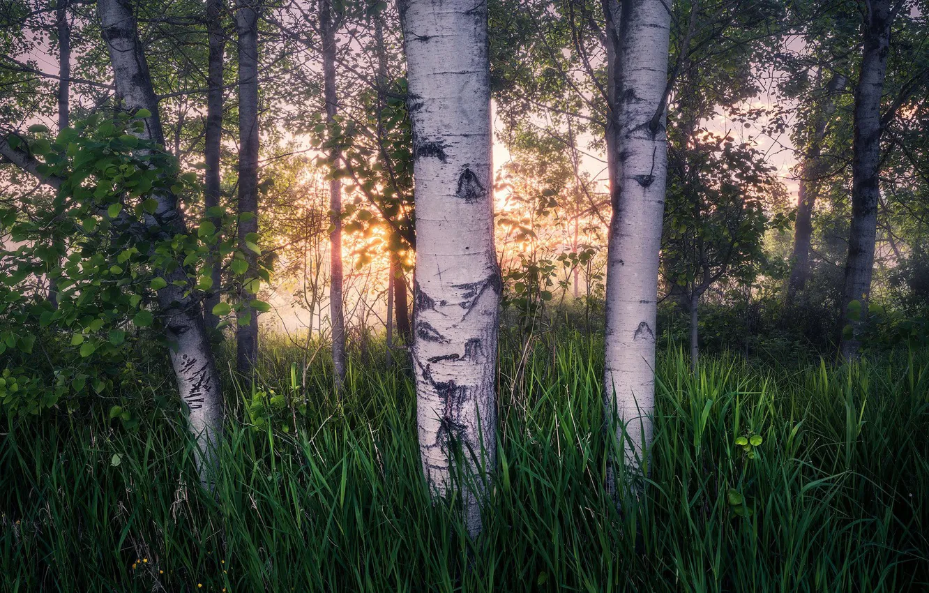 Фото обои лес, деревья, берёзы, березовая роща