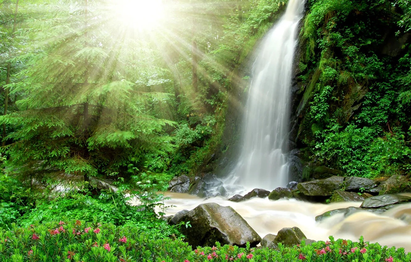 Фото обои лес, деревья, ручей, камни, водопад, лучи солнца, кусты