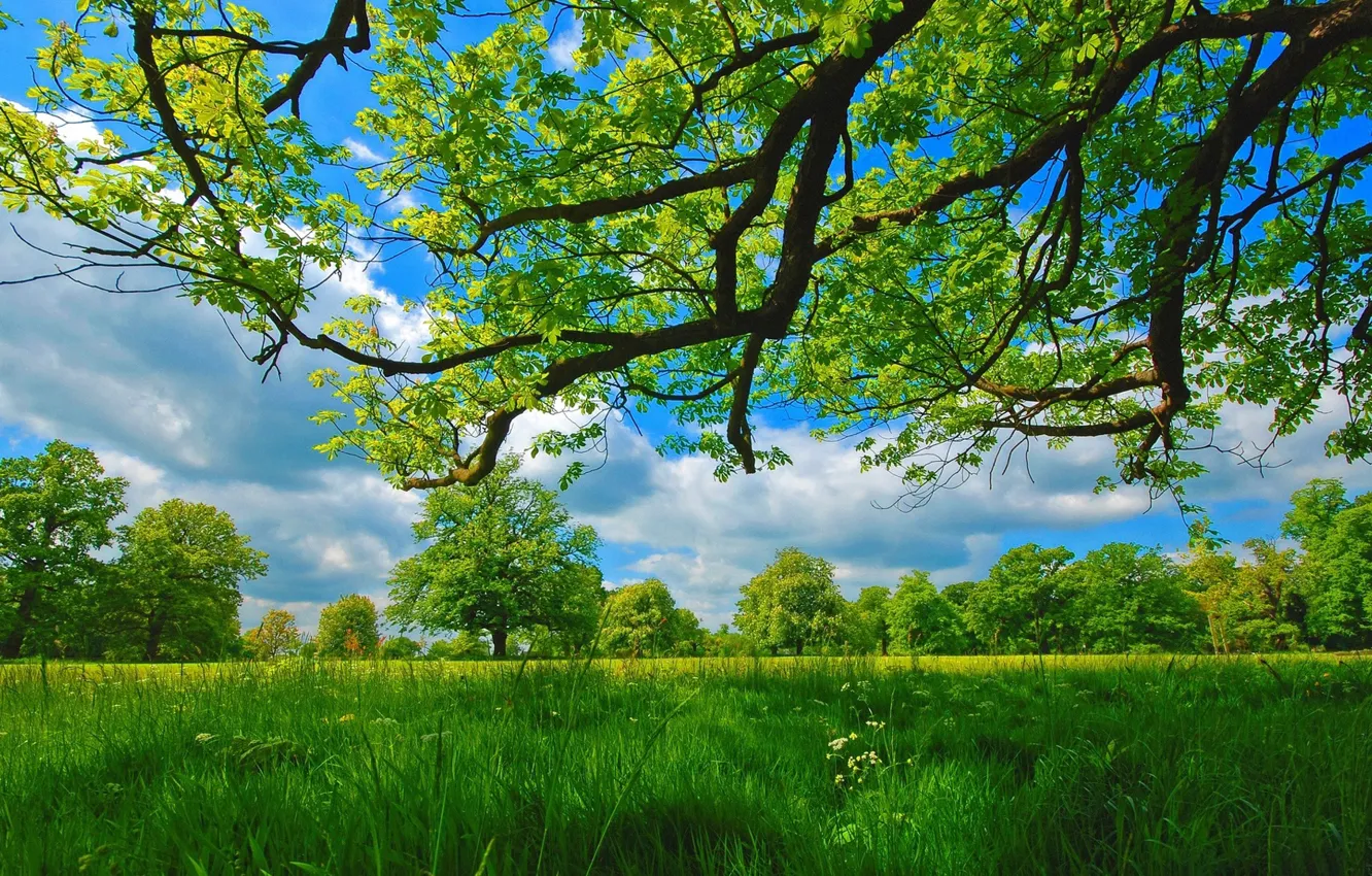 Фото обои лето, небо, трава, деревья