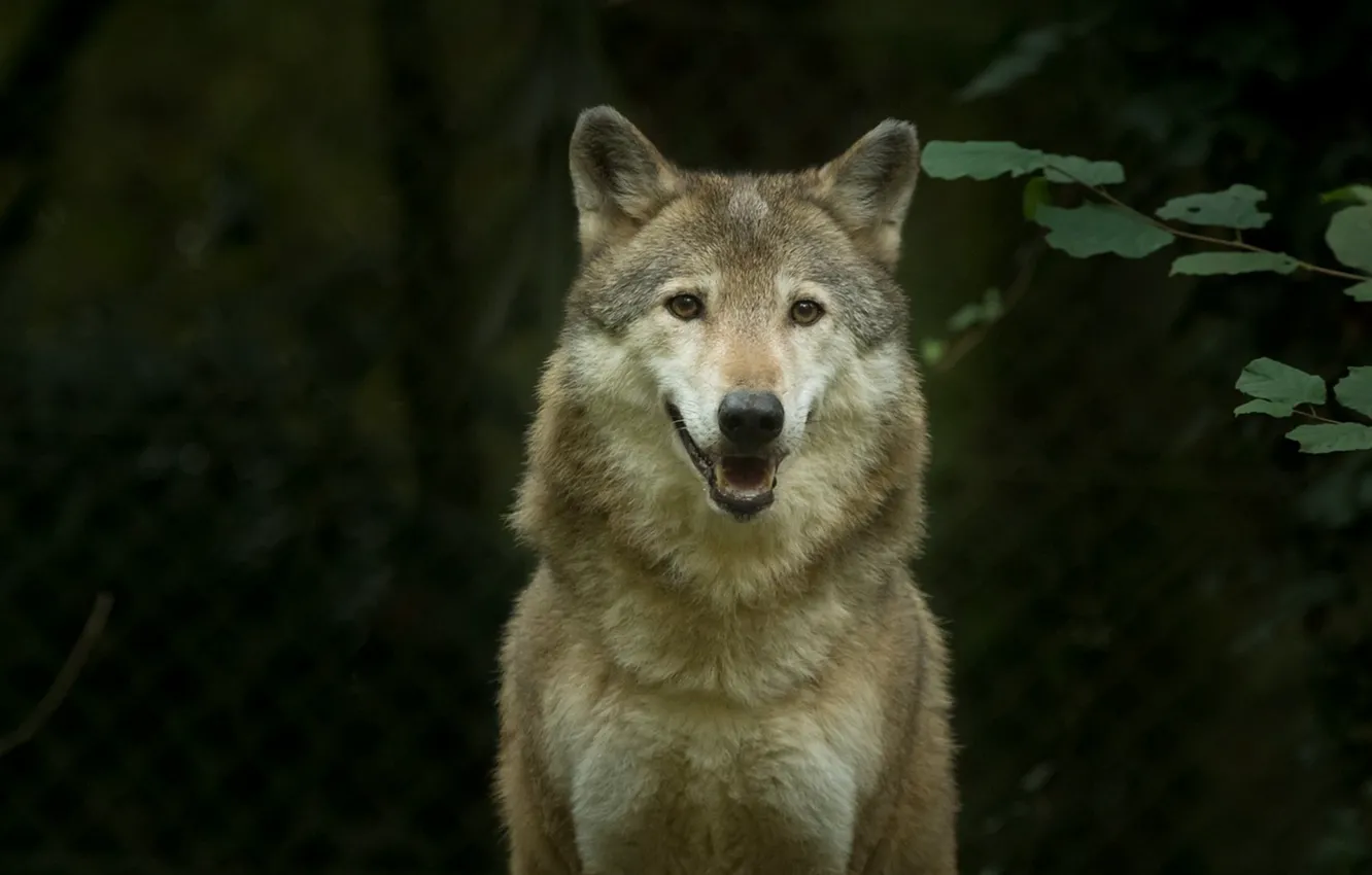 Фото обои nature, predator, animal, wolf, wildlife, portrait, portrait., Canis lupus. face