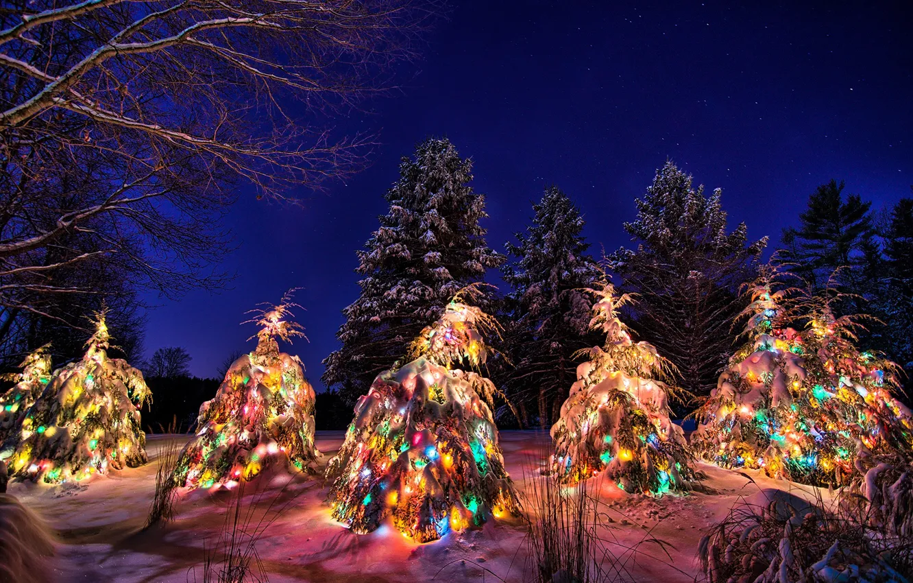Фото обои зима, небо, снег, ночь, елки, Новый год, гирлянды